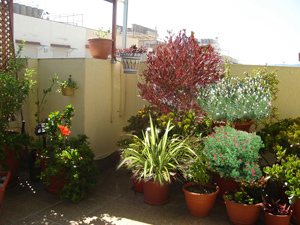 Ideas para decorar las paredes o vallas de tu jardín o terraza - Gardeneas
