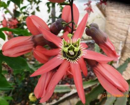 [Foto de planta, jardin, jardineria]