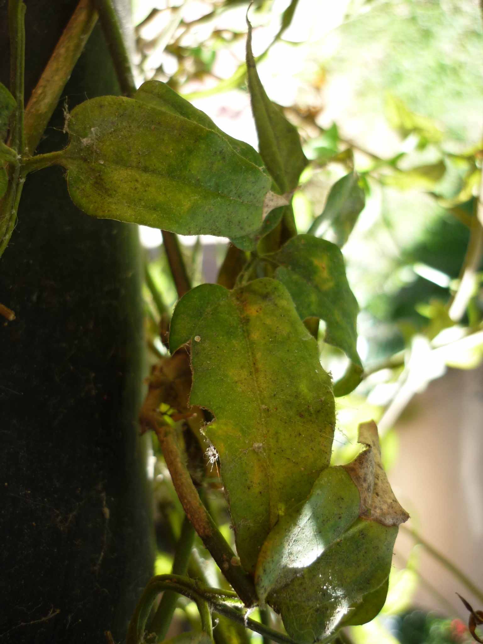 Jazmín chino (Jasminum polyanthum)