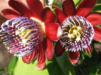 [Foto de planta, jardin, jardineria]