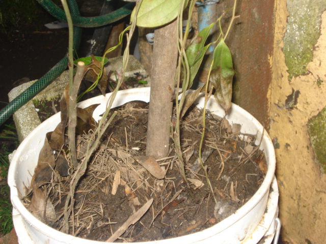 [Foto de planta, jardin, jardineria]