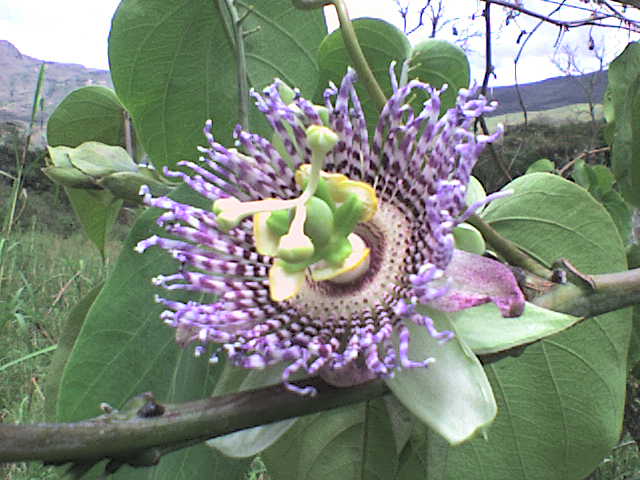 [Foto de planta, jardin, jardineria]