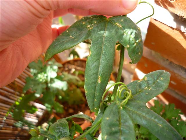 [Foto de planta, jardin, jardineria]