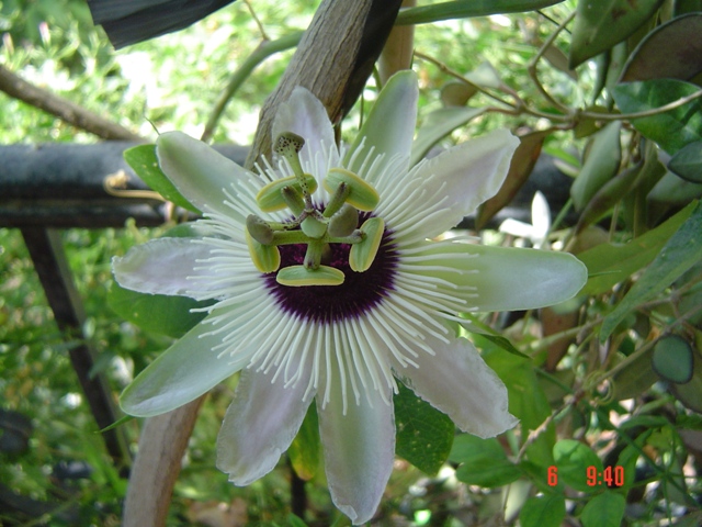 [Foto de planta, jardin, jardineria]