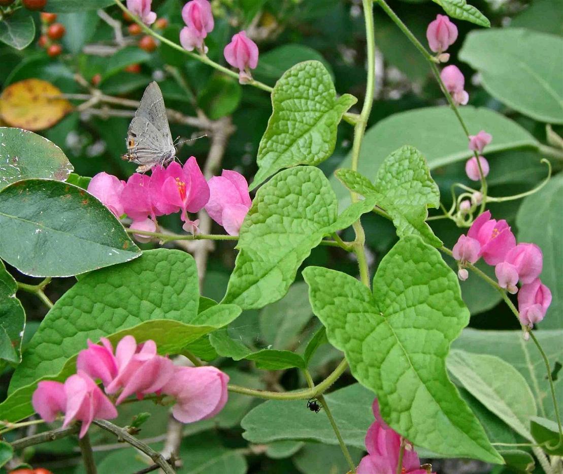 [Foto de planta, jardin, jardineria]