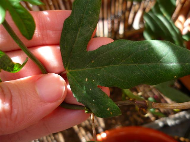 [Foto de planta, jardin, jardineria]