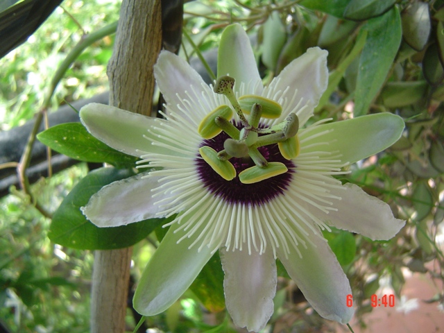 [Foto de planta, jardin, jardineria]