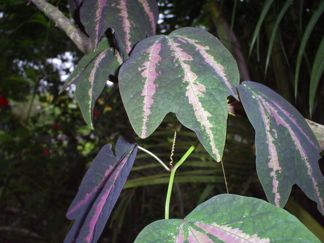 [Foto de planta, jardin, jardineria]