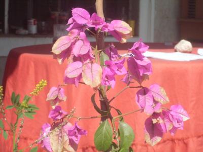 [Foto de planta, jardin, jardineria]