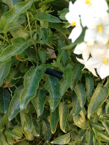 Falso jazmín (Solanum jasminoides)