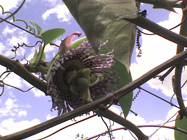 [Foto de planta, jardin, jardineria]