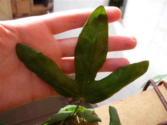 [Foto de planta, jardin, jardineria]