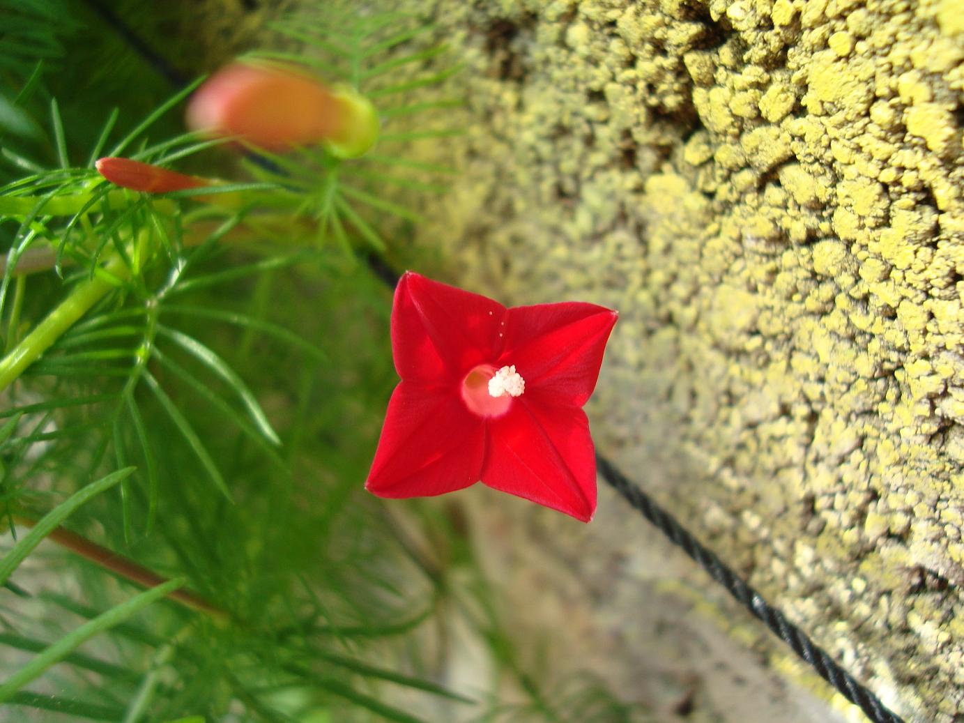 [Foto de planta, jardin, jardineria]