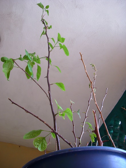 [Foto de planta, jardin, jardineria]