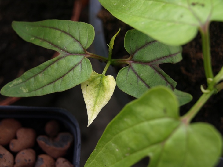 [Foto de planta, jardin, jardineria]