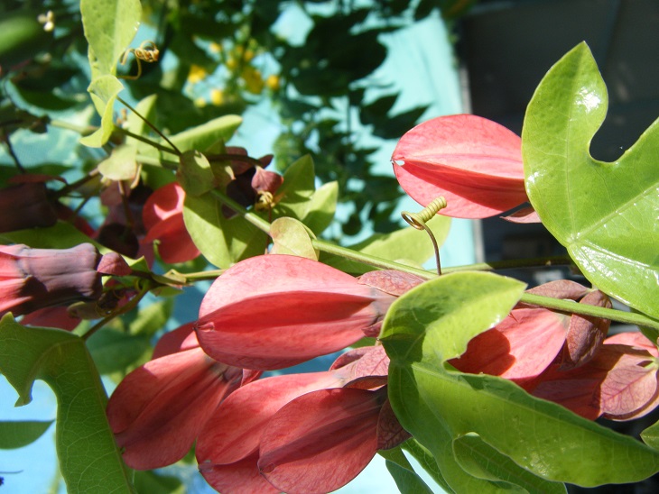 [Foto de planta, jardin, jardineria]