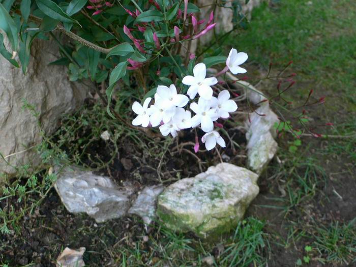 [Foto de planta, jardin, jardineria]