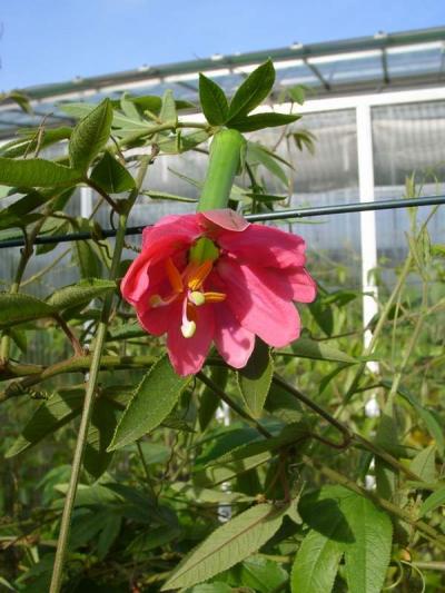 [Foto de planta, jardin, jardineria]