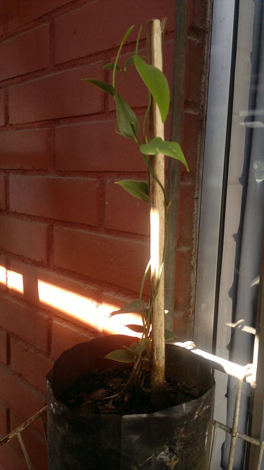 [Foto de planta, jardin, jardineria]