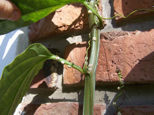 [Foto de planta, jardin, jardineria]