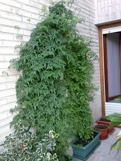 [Foto de planta, jardin, jardineria]