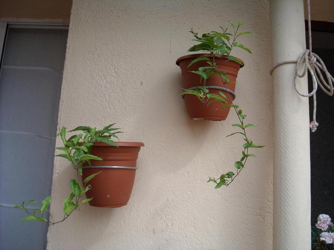 Falso jazmín (Solanum jasminoides)