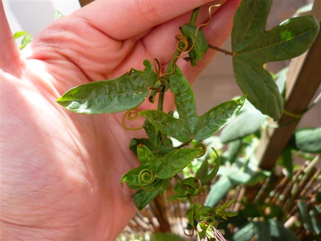 [Foto de planta, jardin, jardineria]