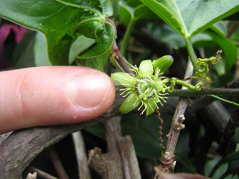 [Foto de planta, jardin, jardineria]