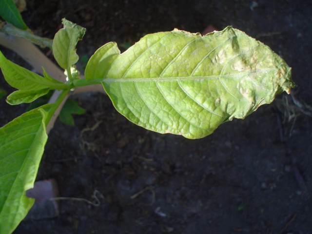 [Foto de planta, jardin, jardineria]