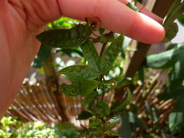 [Foto de planta, jardin, jardineria]