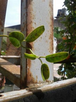 [Foto de planta, jardin, jardineria]