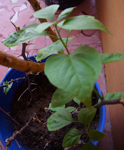 [Foto de planta, jardin, jardineria]