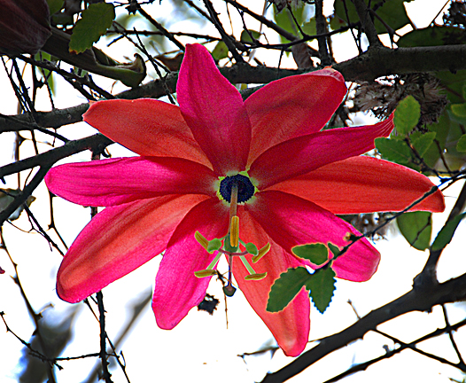 [Foto de planta, jardin, jardineria]