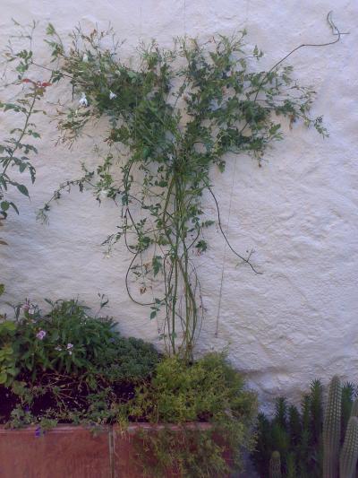 Jazmín español o jazmín real (Jasminum grandiflorum)