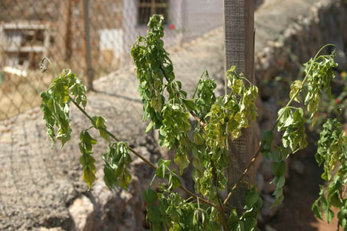 [Foto de planta, jardin, jardineria]