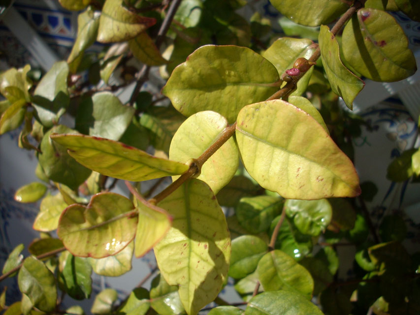 Falso jazmín (Solanum jasminoides)