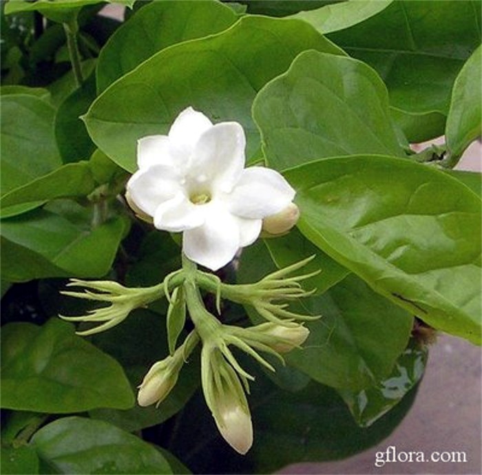 Jazmín de Arabia o diamela (Jasminum sambac)