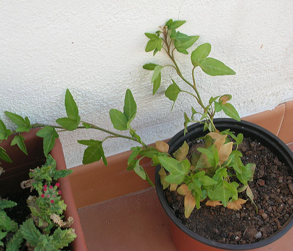 [Foto de planta, jardin, jardineria]