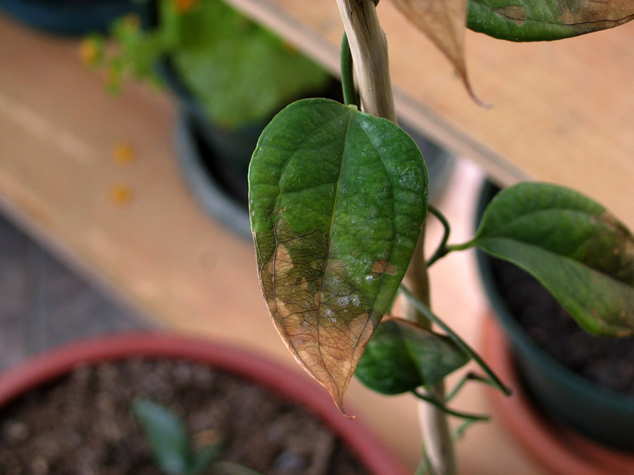 [Foto de planta, jardin, jardineria]