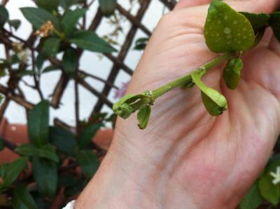 Falso jazmín (Solanum jasminoides)