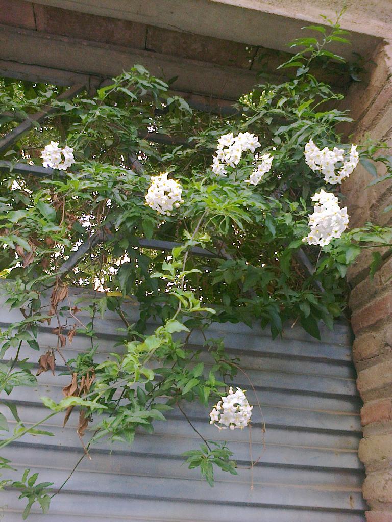 Falso jazmín (Solanum jasminoides)