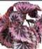 Begonia rex ........ ( Begonia rex, Begonia de hoja, Begonia rey )