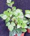 Cissus rhombifolia ........ ( Ciso, Roiciso, Viña de apartamento, Parra de interior, Hiedra de viña, Hiedra de la uva )