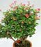 Euphorbia milii var. splendens ........ ( Corona de espinas, Espina de Cristo, Espinas de Cristo )